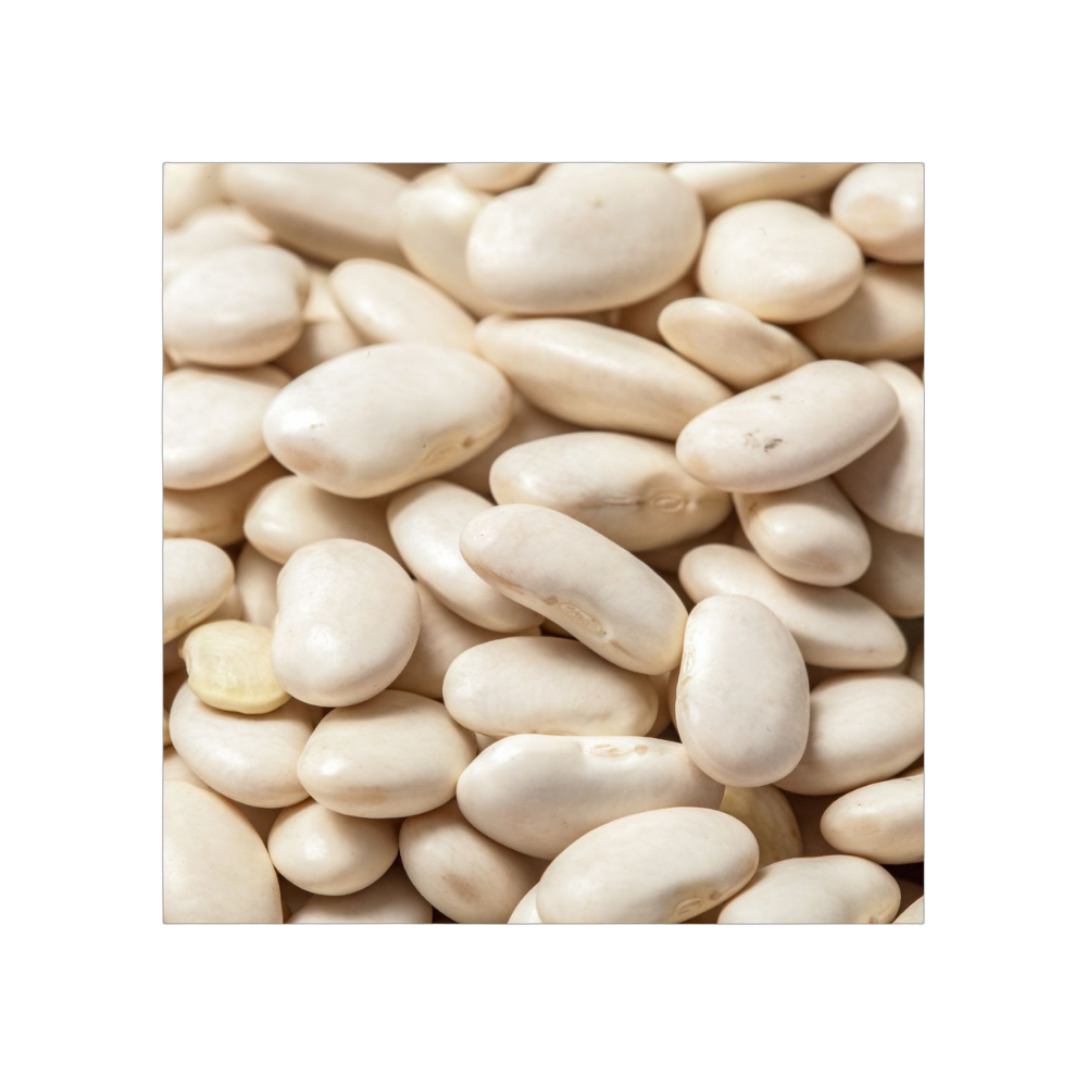 White Beans – Nutritious, Protein-Rich Beans